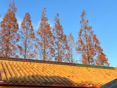 -高旻寺