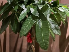 -和悦SPA·采耳(聚丰园路店)