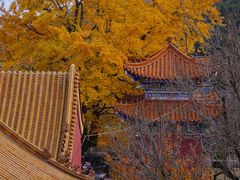 -遵化市禅林寺古银杏风景园