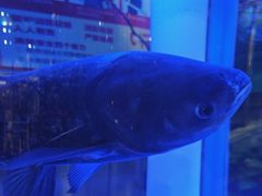 -解家河南菜(商鼎路店)