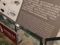 -北京周口店北京人遗址博物馆