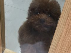 -惠康宠物医院(华能路店)