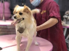 -FAELING PETS美天灵宠物(富力广场店)