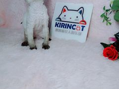 -十年猫舍·猫咪专门店(普陀店)