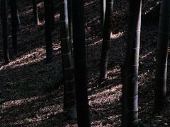 -上海佘山国家森林公园天马山园