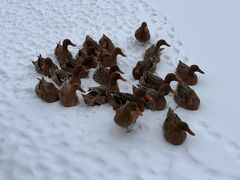 -野鸭湖国家湿地公园