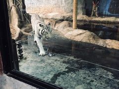-清迈夜间动物园