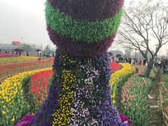 -荷兰花海