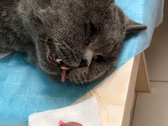 -纳吉亚猫专科动物医院博雅分院