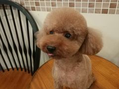 -多卡布奇宠物生活馆(上林世家店)