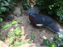 -新加坡飞禽公园