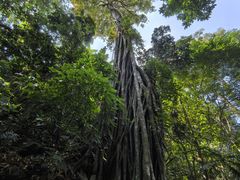 -西双版纳原始森林公园