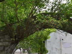 -练塘古镇