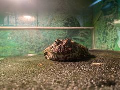-上海大自然野生昆虫馆(东方明珠·爬宠昆虫探索中心)