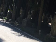 -武陵山森林公园