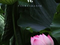 -梁鸿国家湿地公园