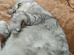 -博特宠物医院24h犬猫全科.骨科·异宠