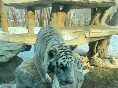 -北京野生动物园