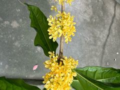 -雨花胜境