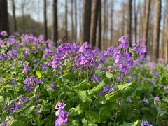 -上海共青森林公园