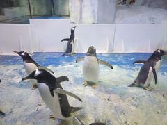 -芜湖新华联大白鲸海洋公园