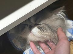 -滚猫咖啡·猫咖·猫友好撸猫(未来城店)