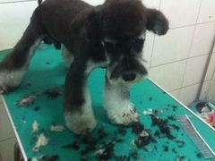 -中农大我爱我爱24h动物医院·中医针灸·猫专科·骨科医疗中心(双井店)