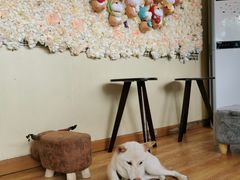 -柴犬高等学院·狗咖·柴犬售卖·宠物训练