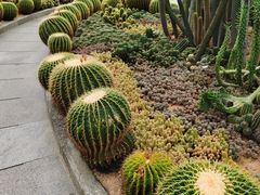 -深圳仙湖植物园