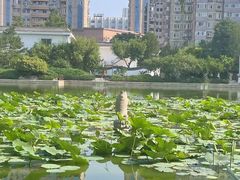 -团结湖公园