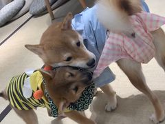 -逗柴咖啡屋·狗咖猫咖宠物桌游