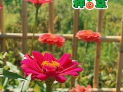 -菊园百果园