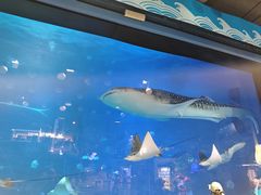-烟台海昌鲸鲨海洋公园