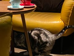 -咖法森林·咖啡  酒吧(天河店)