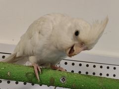 -吉丁鸟咖·异宠·寄养
