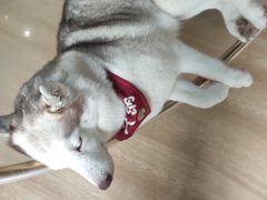 -Husky Go! 哈士奇体验馆·宠物咖啡厅狗咖
