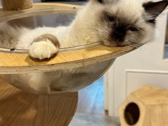 -楼上猫咖(罗湖店)