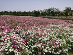 -歌斐颂巧克力小镇