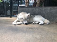 -TrueLove @ Neverland (Husky Cafe)