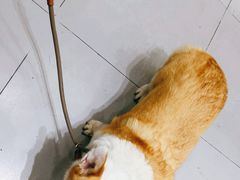 -派特宠物医院(圆融广场店)