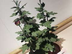 -汇龙潭