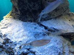 -鹿儿岛水族馆