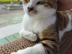 -御宝贝·A梦猫科宠物医院(国际猫友好医院)