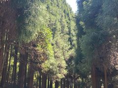 -武陵山森林公园