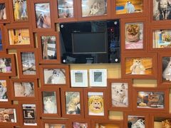 -猫十亿·布偶金渐层·曼基康矮脚猫舍(青年路店)