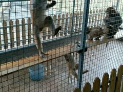 猴子-泉州海丝野生动物世界