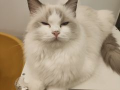 -有喵·猫咖·狗咖·30几只猫10只小狗(岗厦店)