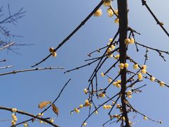 -三圣花乡旅游区