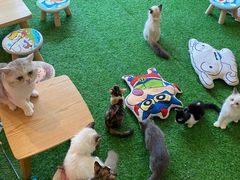 -喜柴咖啡·柴犬狗咖