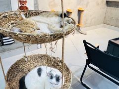 -Heymao猫咖.咖啡厅(东门店)